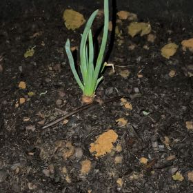 Photo of the plant species Bulb Onion by @DefiniteBuroak named Tolkien on Greg, the plant care app