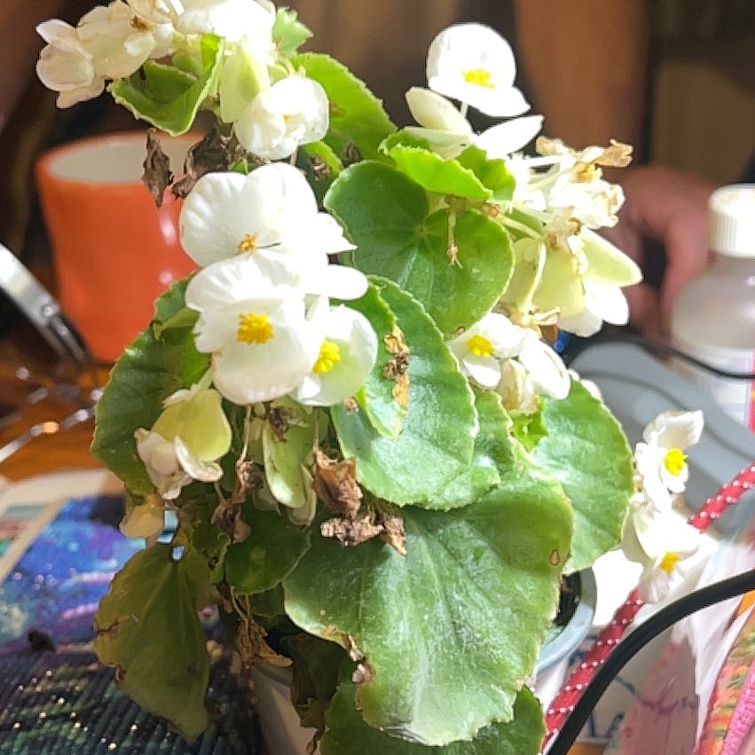 Photo of the plant species Wax Begonia by @DefiniteBuroak named Foxxy on Greg, the plant care app