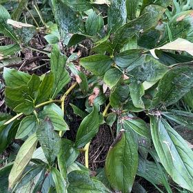 Photo of the plant species Chinese Peony by @DefiniteBuroak named Mando on Greg, the plant care app