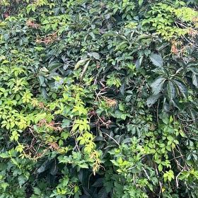Photo of the plant species Virginia Creeper by @DefiniteBuroak named Planty on Greg, the plant care app