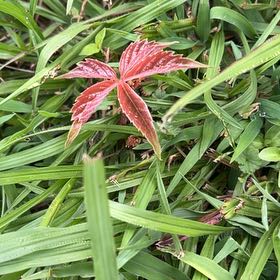 Photo of the plant species Virginia Creeper by @DefiniteBuroak named Surya on Greg, the plant care app