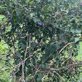 Photo of the plant species Korean Hibiscus by @DefiniteBuroak named Sigmund on Greg, the plant care app