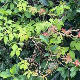 Photo of the plant species Virginia Creeper by @DefiniteBuroak named Bruce Lee on Greg, the plant care app