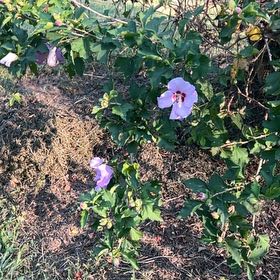 Photo of the plant species Korean Hibiscus by @DefiniteBuroak named Gates on Greg, the plant care app