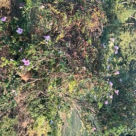 Photo of the plant species Korean Hibiscus by @DefiniteBuroak named Baesil on Greg, the plant care app