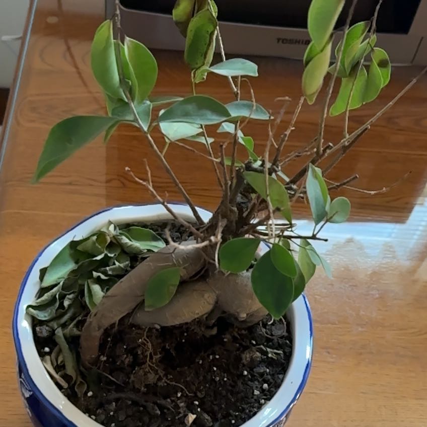 Photo of the plant species Ficus Bonsai by @WinEspostoa28 named Sanders on Greg, the plant care app