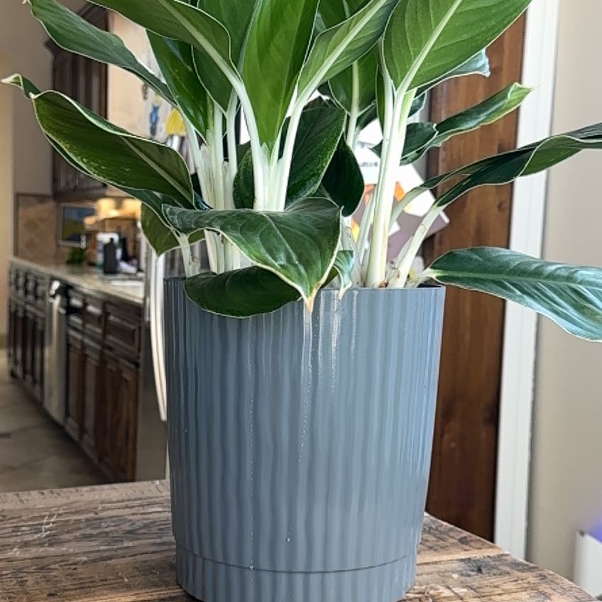 Photo of the plant species Chinese Evergreen 'White Edge' by @SupernalCanna6 named Coco on Greg, the plant care app