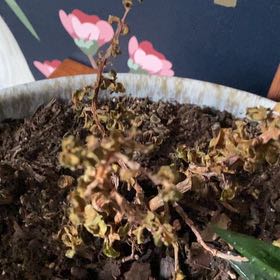 Photo of the plant species Elephant Bush by @PlayfullyAlbo named Lola on Greg, the plant care app