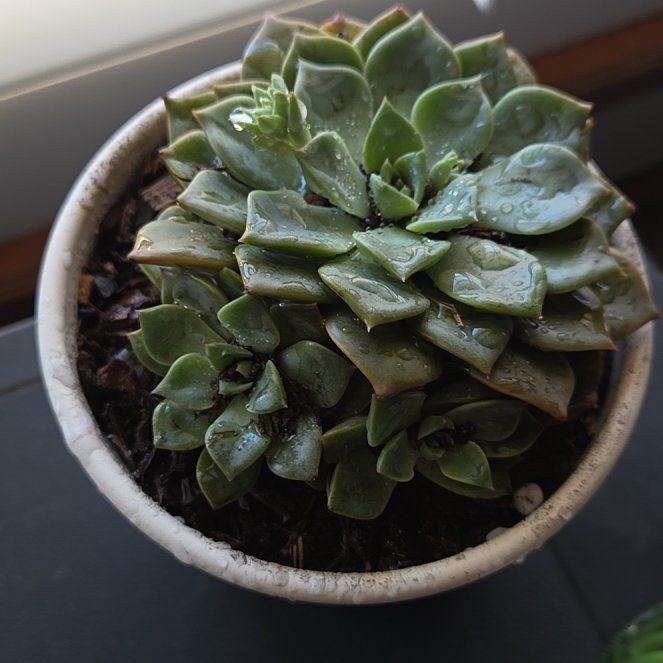 Photo of the plant species Taciveria 'Tasha' by @HotCentella31 named Kesha on Greg, the plant care app