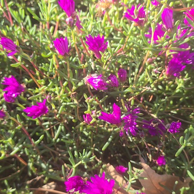 Photo of the plant species Showy Dewflower by @SuaveEncina53 named Terra on Greg, the plant care app