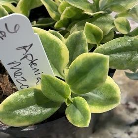 Photo of the plant species Aptenia cordifolia 'Variegata' by @InformedCorn51 named Girlfrond on Greg, the plant care app