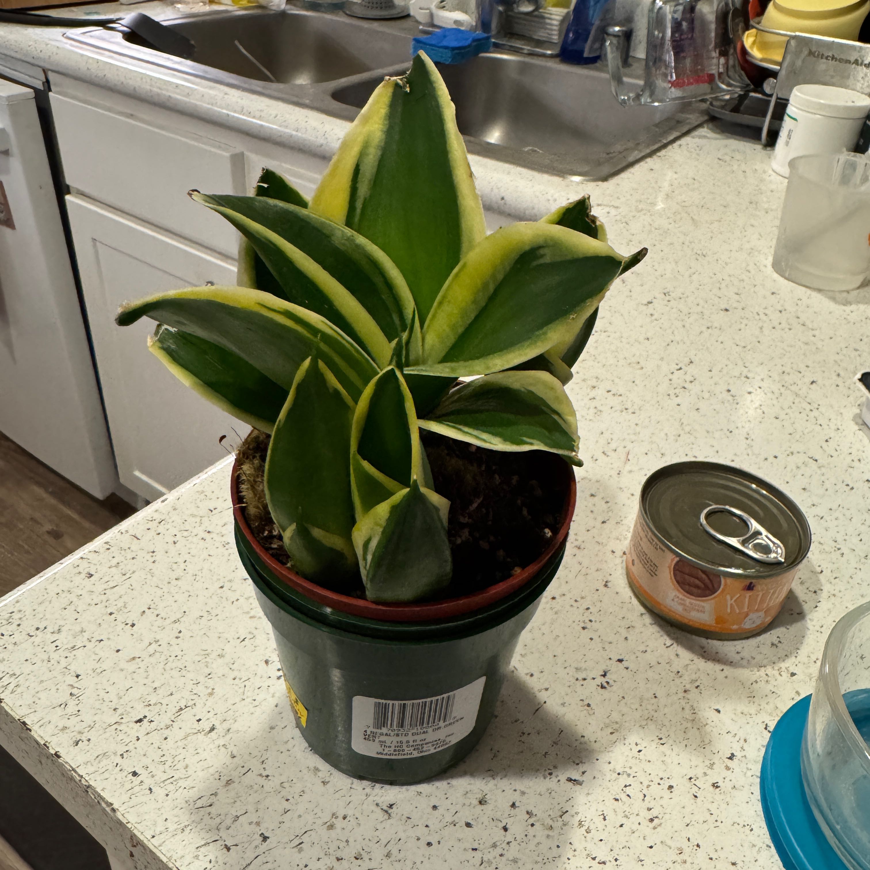Photo of the plant species Snake Plant 'Hahnii Jade' by @sls named Fernie Mac on Greg, the plant care app