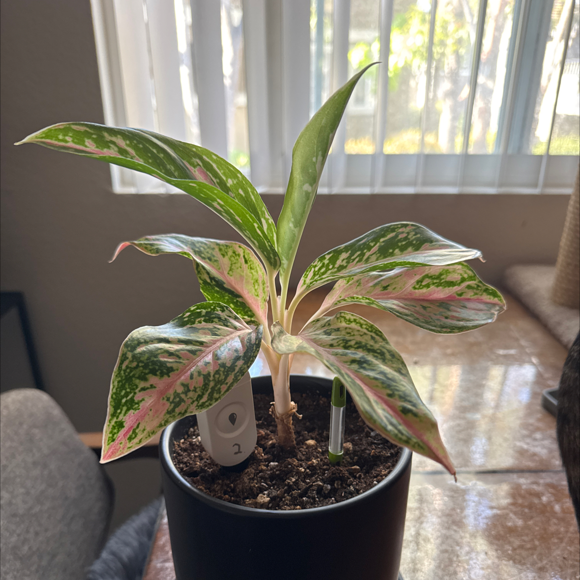 Photo of the plant species Pink Chinese Evergreen by @sls named Micah on Greg, the plant care app