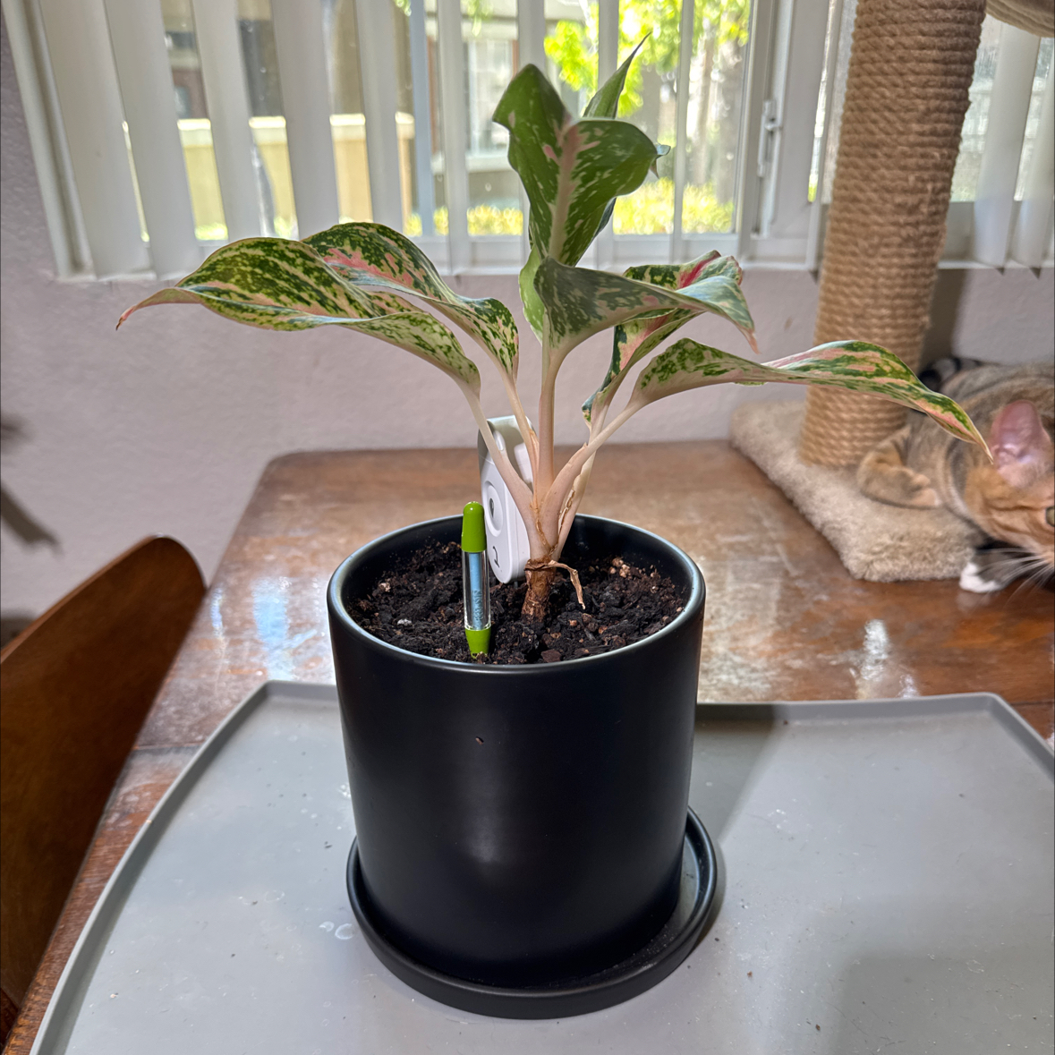 Photo of the plant species Pink Chinese Evergreen by @sls named Micah on Greg, the plant care app