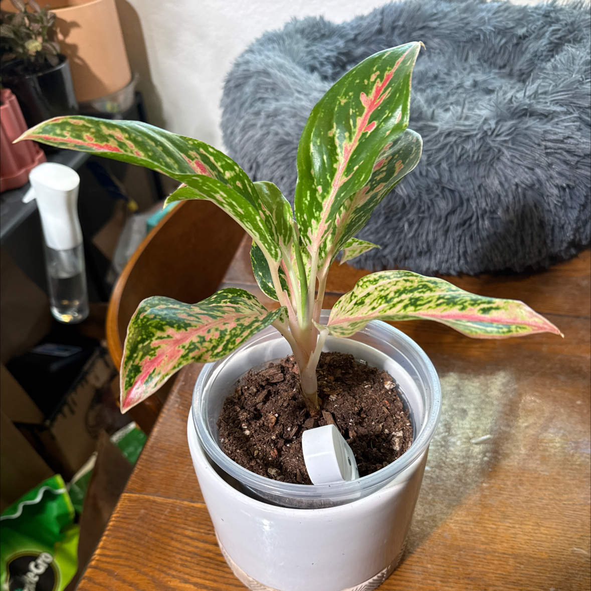 Photo of the plant species Pink Chinese Evergreen by @sls named Micah on Greg, the plant care app