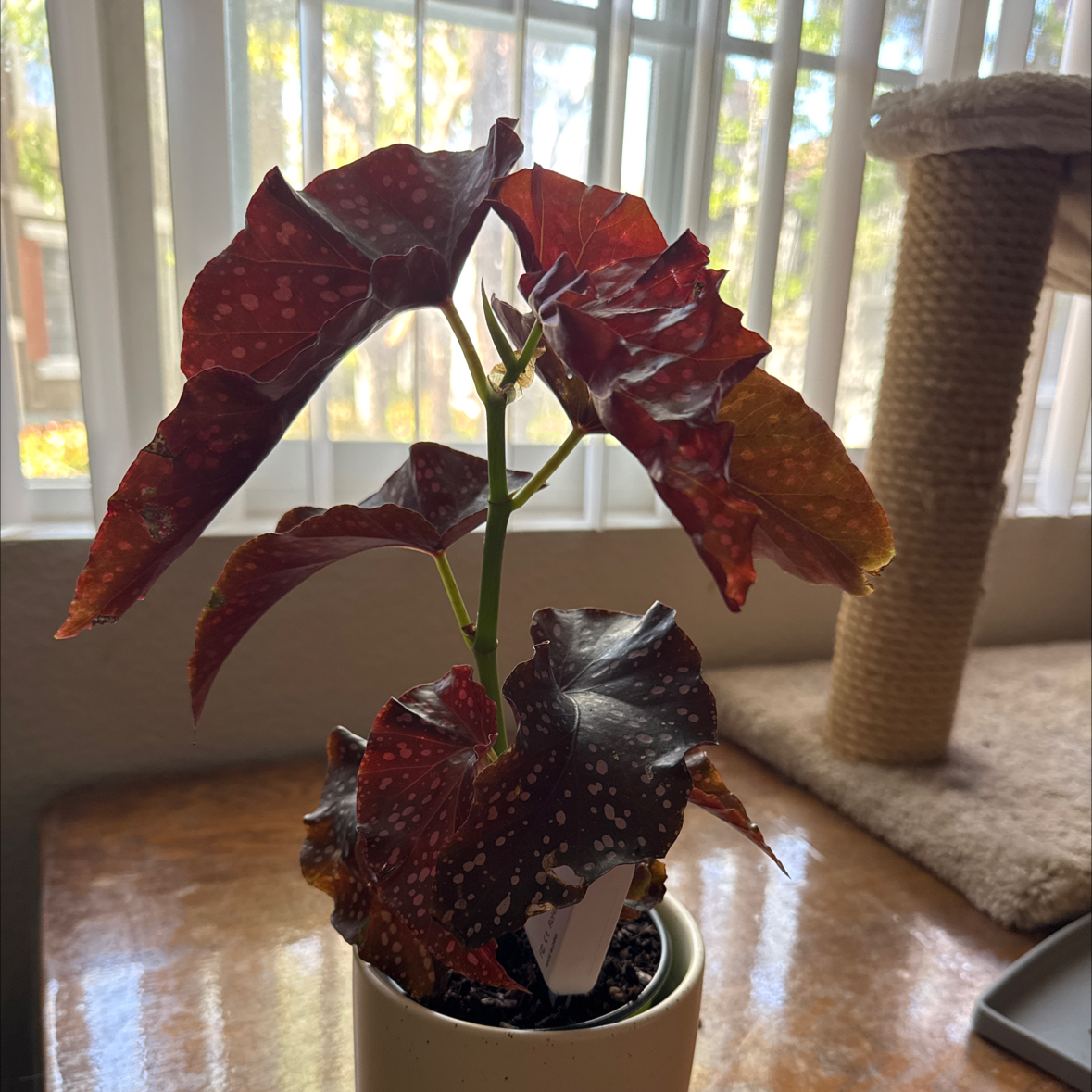 Photo of the plant species Begonia Cracklin Rosie by @sls named Jessie on Greg, the plant care app