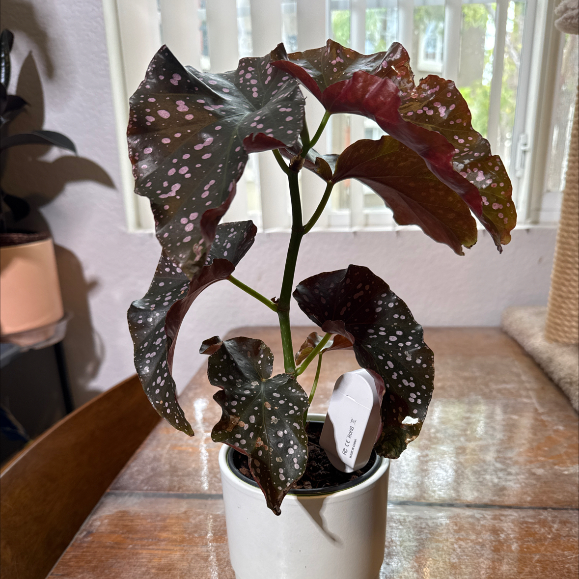 Photo of the plant species Begonia Cracklin Rosie by @sls named Jessie on Greg, the plant care app