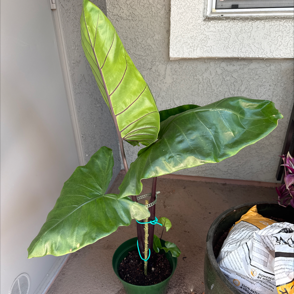 Photo of the plant species Alocasia Black Cobra by @sls named Kai on Greg, the plant care app