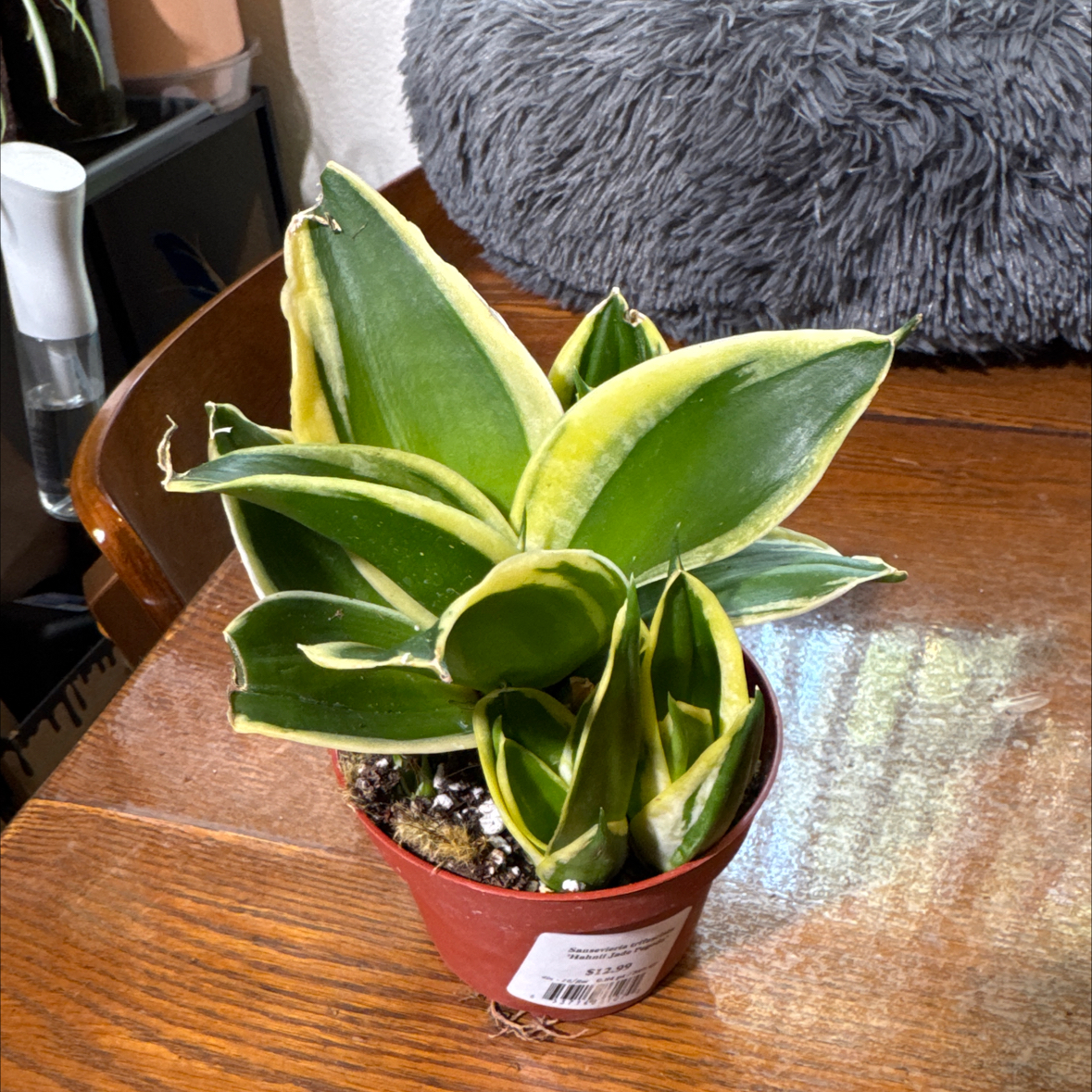 Photo of the plant species Snake Plant 'Hahnii Jade' by @sls named Corey on Greg, the plant care app