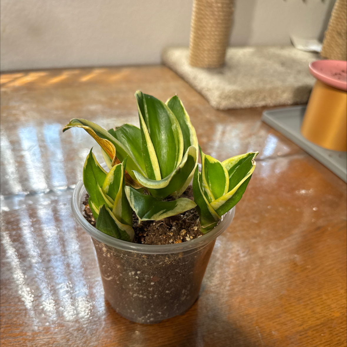 Photo of the plant species Snake Plant 'Hahnii Jade' by @sls named Corey on Greg, the plant care app
