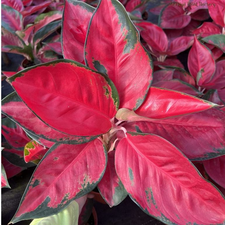 Plant care for Aglaonema 'Leprechaun' on Greg, the plant care app