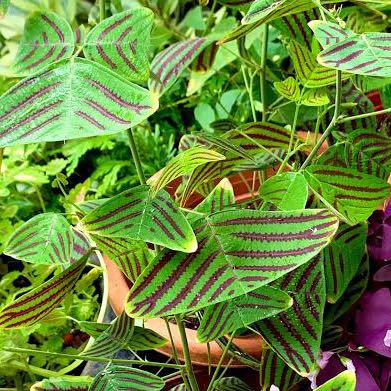 Photo of the plant species Butterfly Plant by @AquaBloomer79 named Oxalis Green Butterfly on Greg, the plant care app