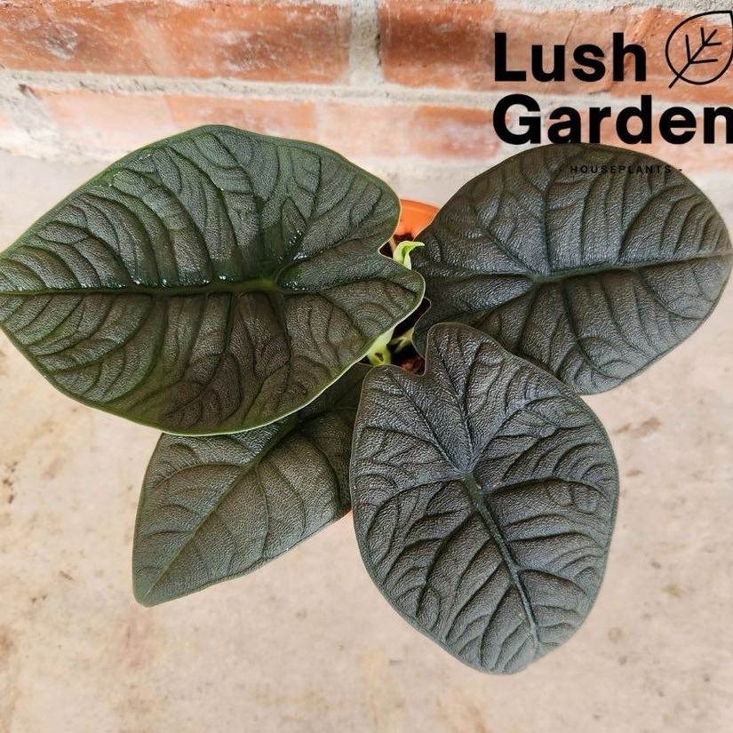 Photo of the plant species Alocasia 'Melo' by @AquaBloomer79 named Melo on Greg, the plant care app