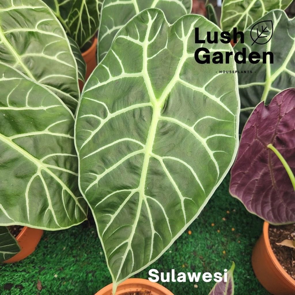 Photo of the plant species Alocasia Watsoniana Lightning by @AquaBloomer79 named Sulawesi on Greg, the plant care app