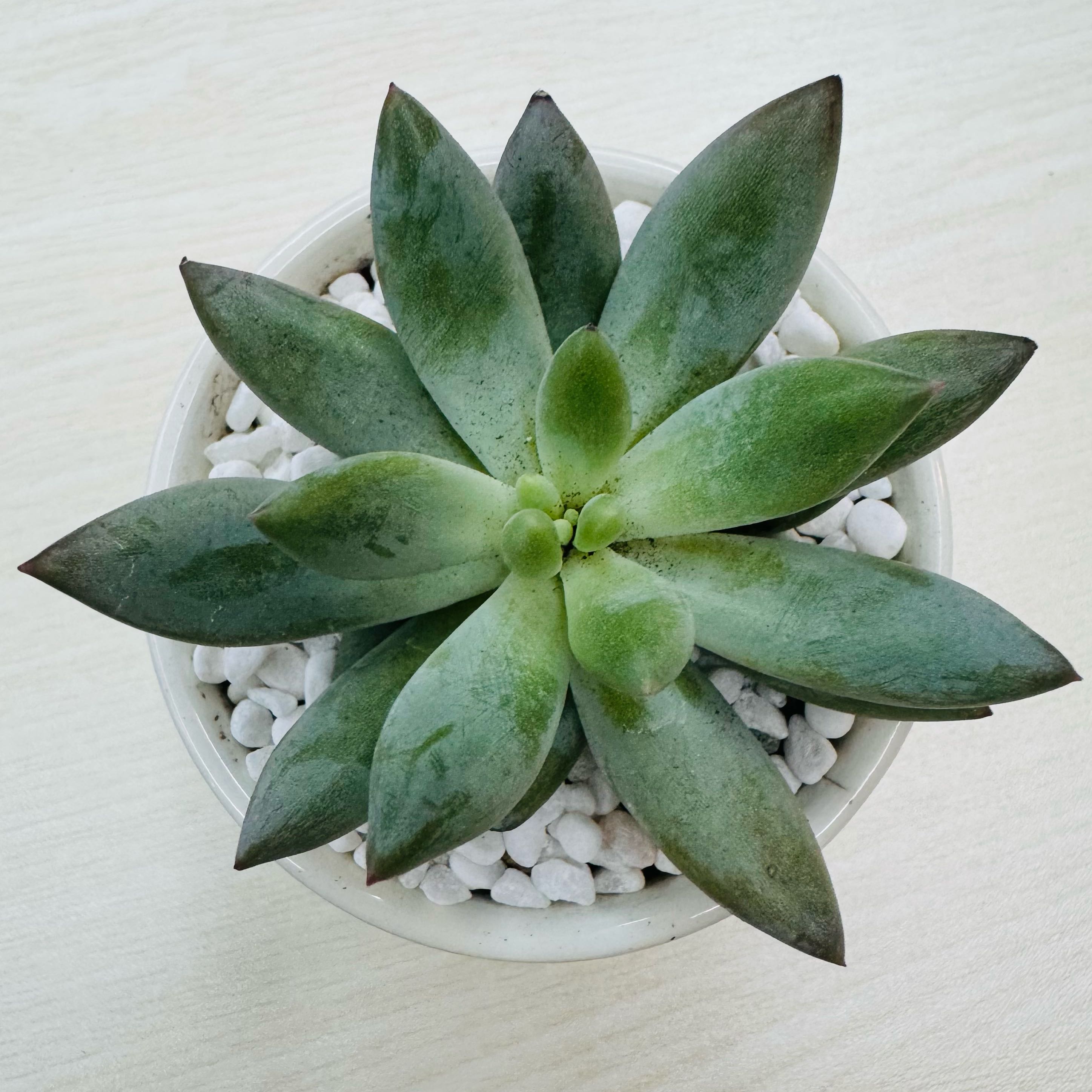 Photo of the plant species Pachyveria glauca 'Little Jewel' by @AquaBloomer79 named Little Jewel on Greg, the plant care app