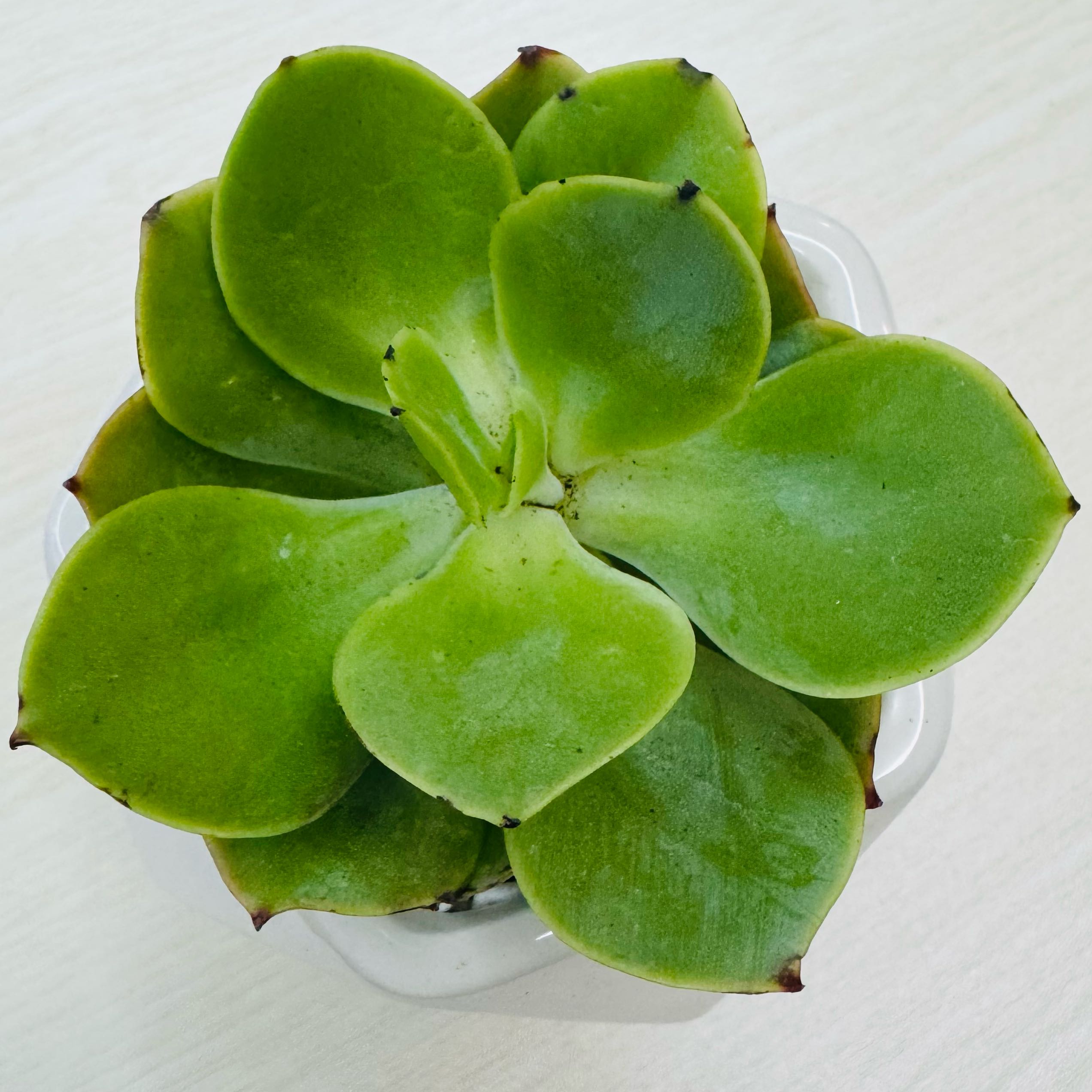 Photo of the plant species Pale Echeveria by @AquaBloomer79 named Pallida on Greg, the plant care app