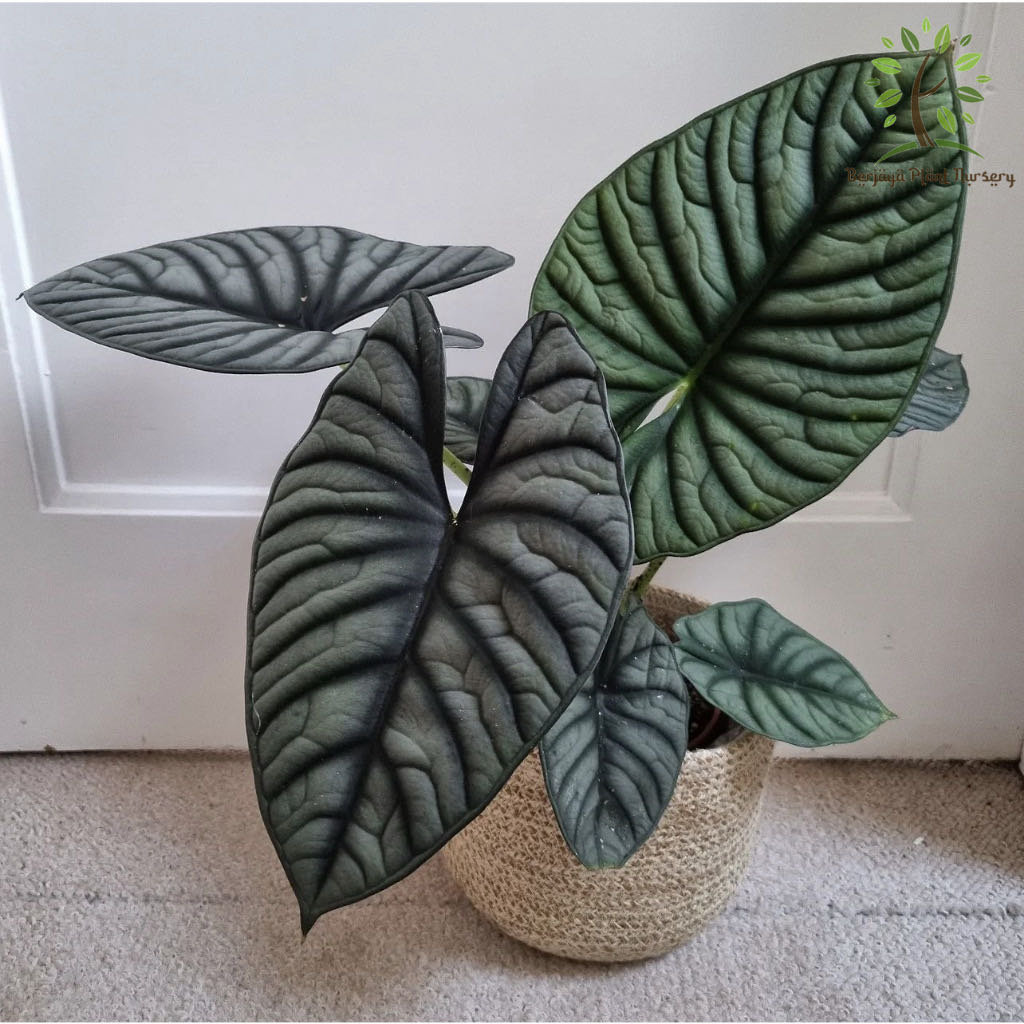 Photo of the plant species Alocasia nebula 'Imperialis' by @AquaBloomer79 named Nebula on Greg, the plant care app