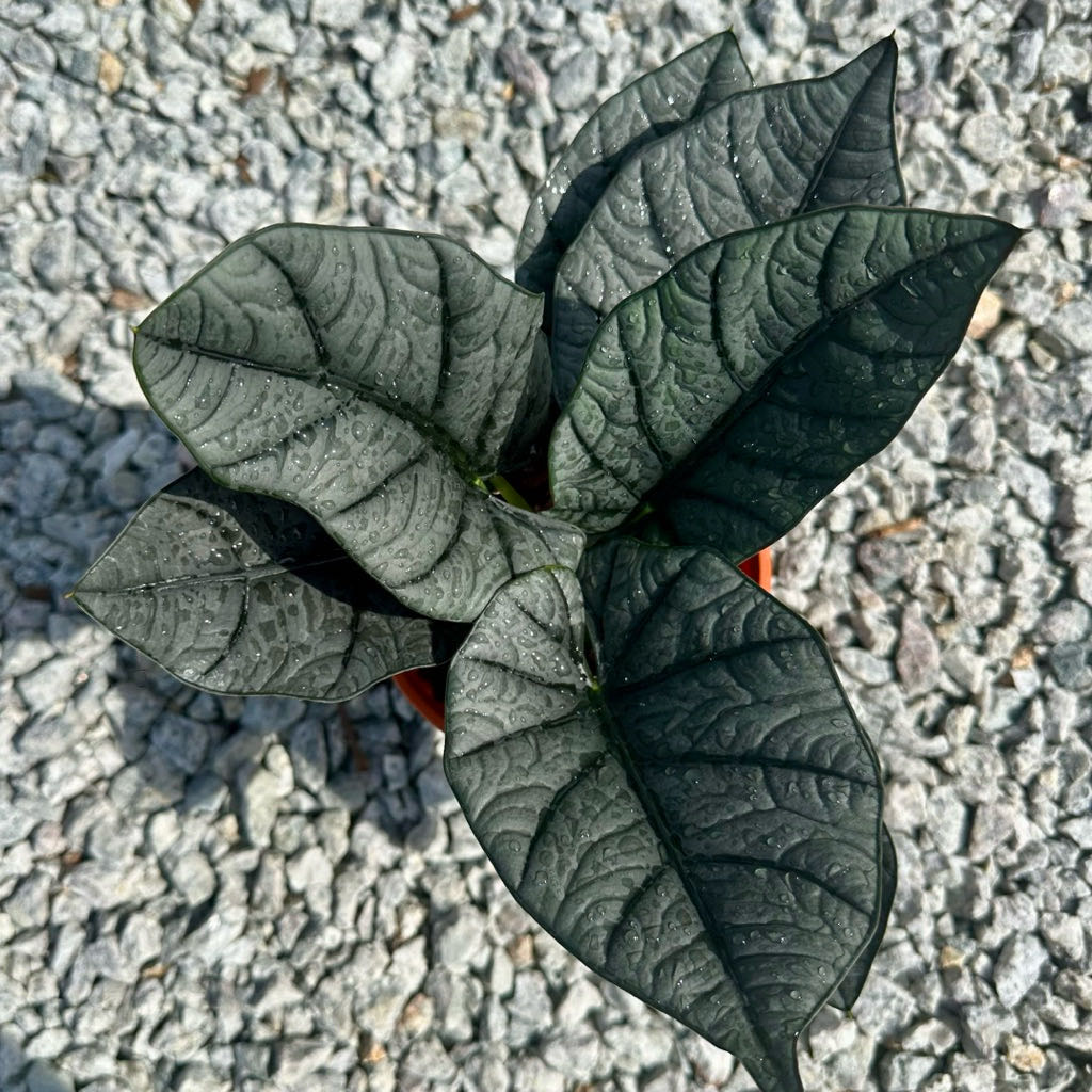 Photo of the plant species Alocasia Elaine by @AquaBloomer79 named Elaine on Greg, the plant care app