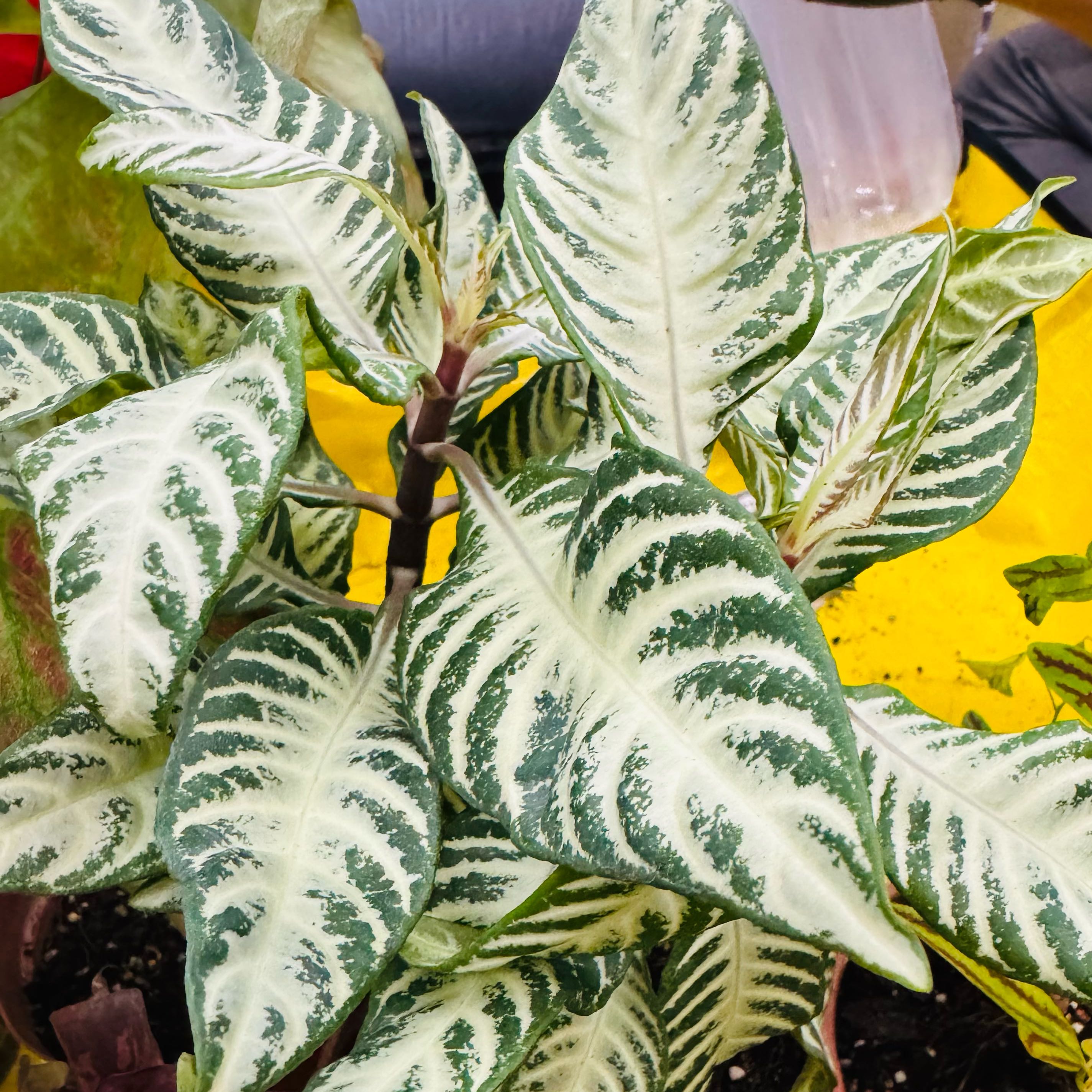 Photo of the plant species Aphelandra 'Snow White' by @AquaBloomer79 named Zebra Snow White on Greg, the plant care app