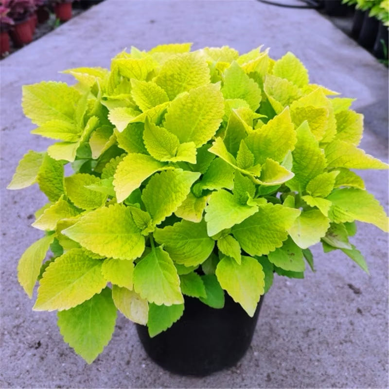 Photo of the plant species Coleus 'Lime Time' by @AquaBloomer79 named Lime Time on Greg, the plant care app