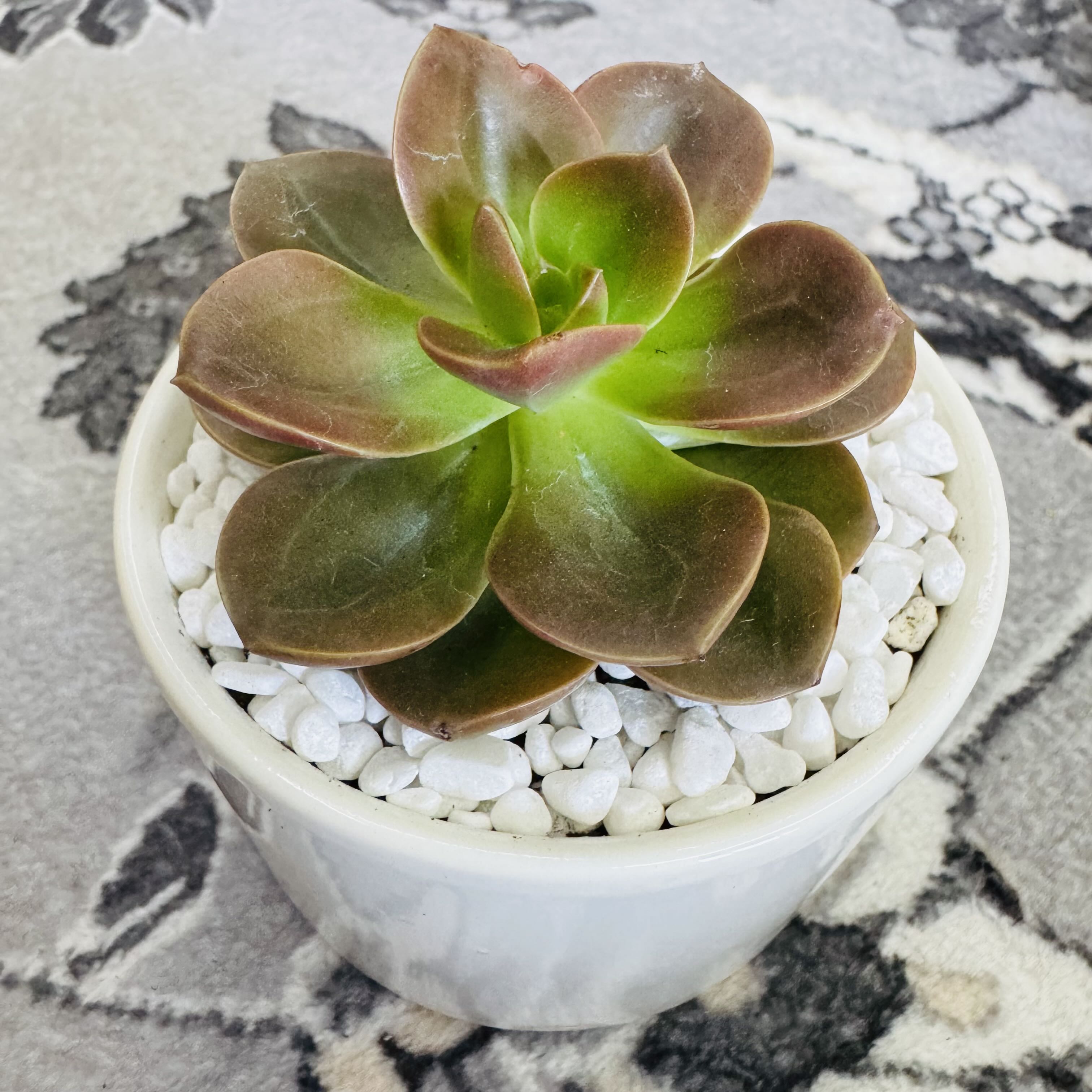 Photo of the plant species Echeveria 'Melaco' by @AquaBloomer79 named Echeveria Melaco on Greg, the plant care app
