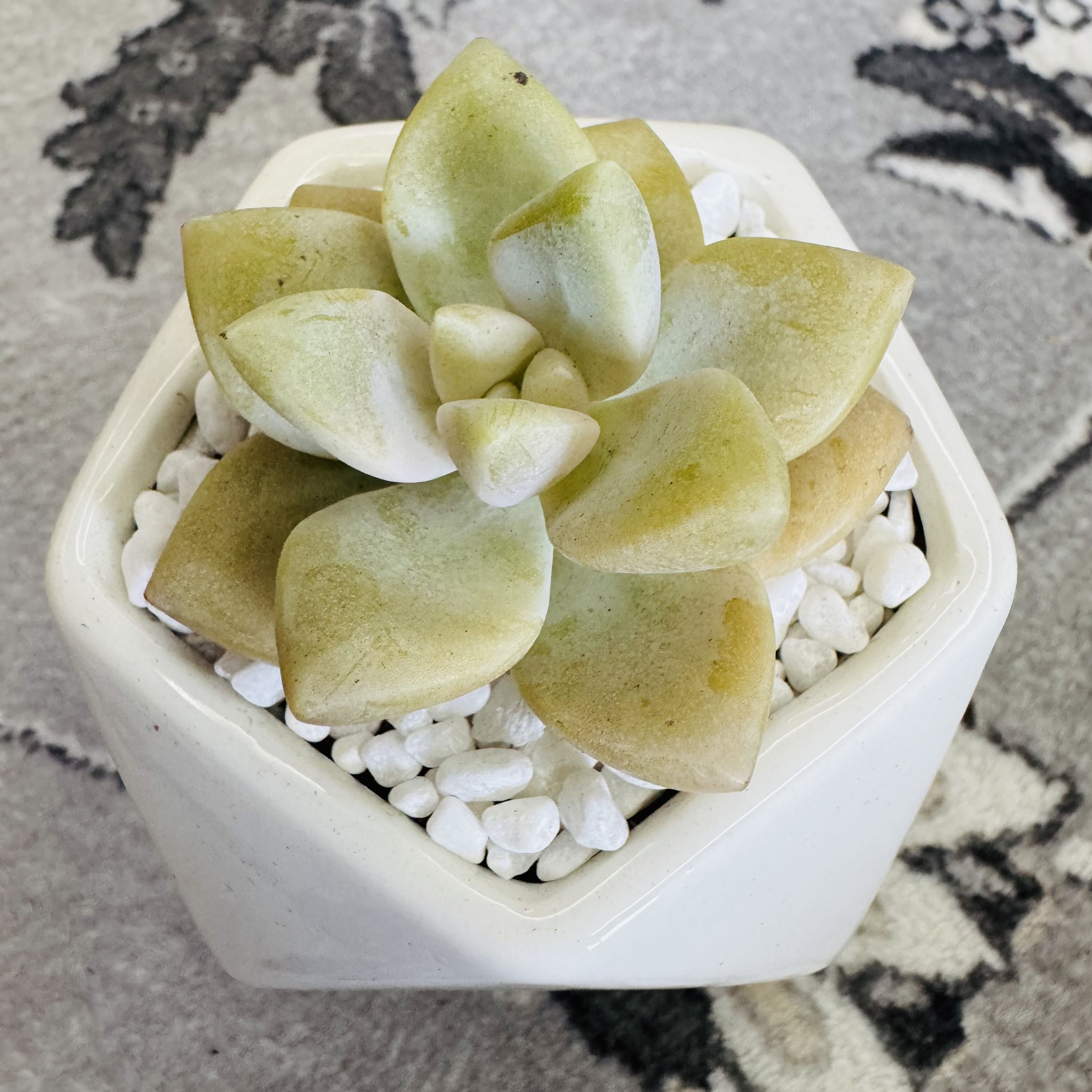 Photo of the plant species Graptoveria 'Titubans Variegata' by @AquaBloomer79 named Graptoveria Titubans on Greg, the plant care app