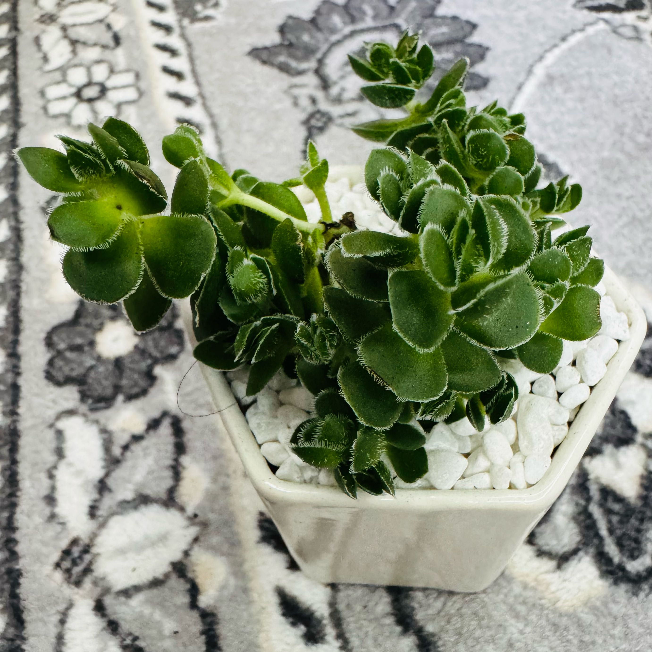 Photo of the plant species Crassula 'David' by @AquaBloomer79 named Crassula David on Greg, the plant care app
