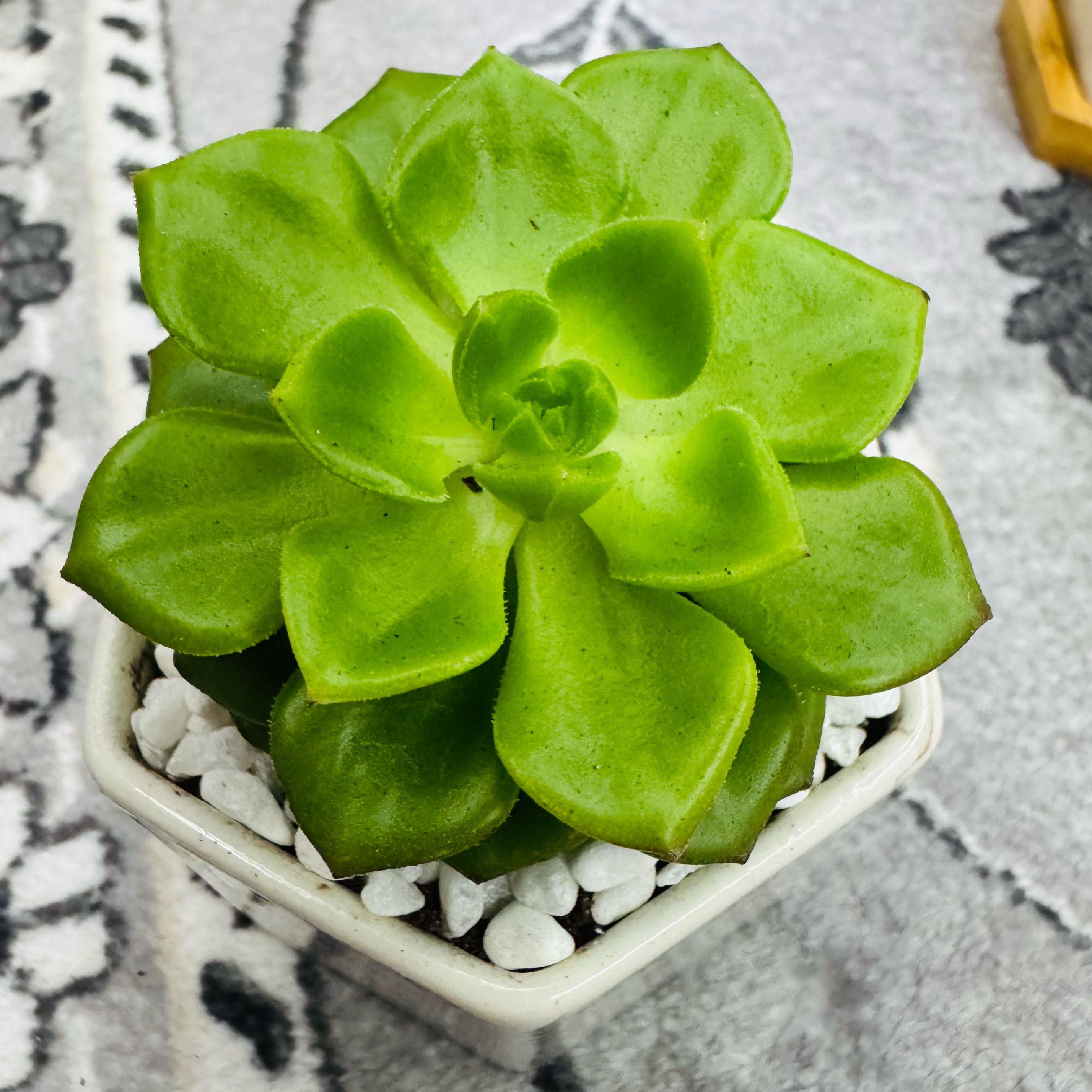 Photo of the plant species Sedeveria 'Letizia' by @AquaBloomer79 named Sedeveria Letizia on Greg, the plant care app