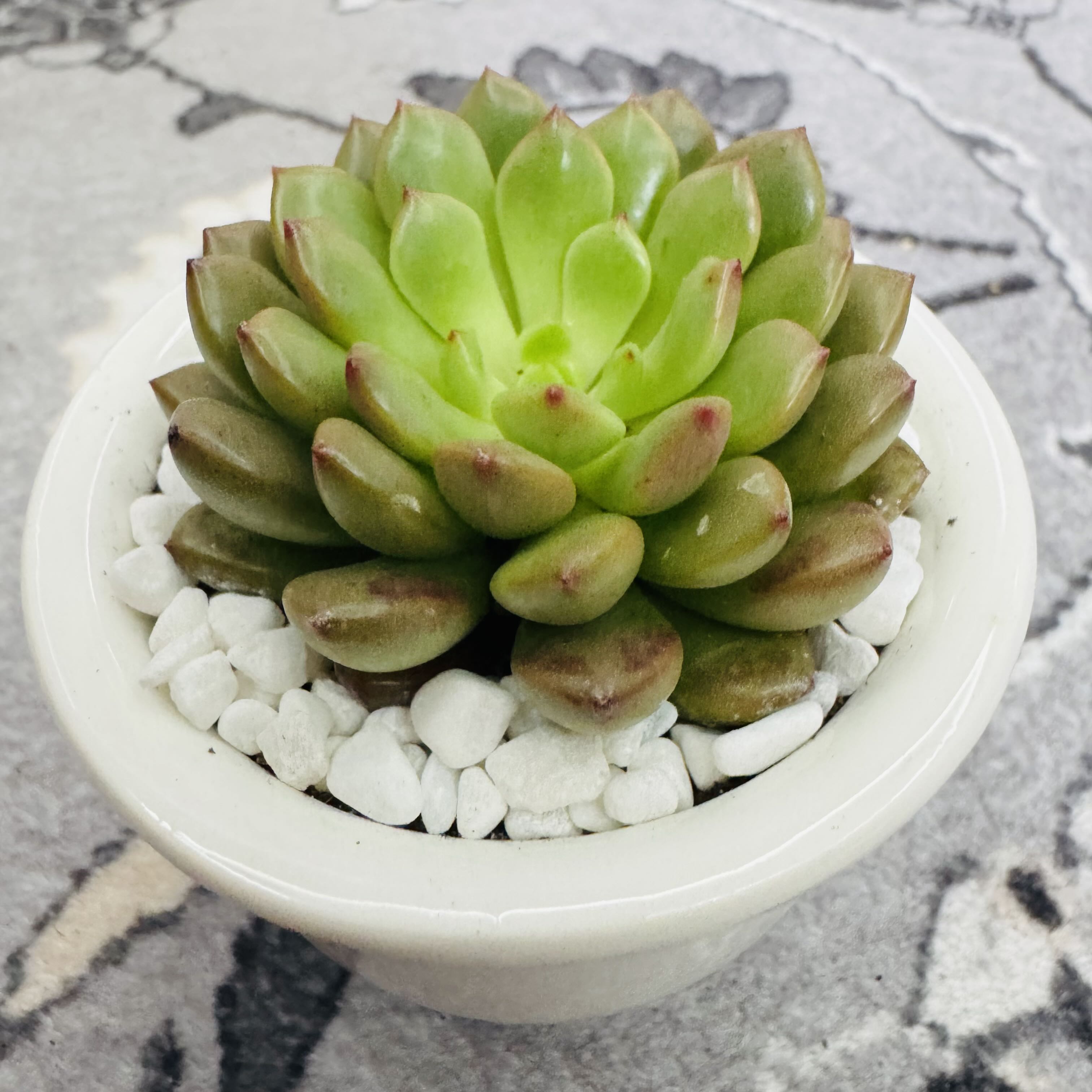 Photo of the plant species Graptoveria 'Bashful™' by @AquaBloomer79 named Graptoveria Bashful on Greg, the plant care app