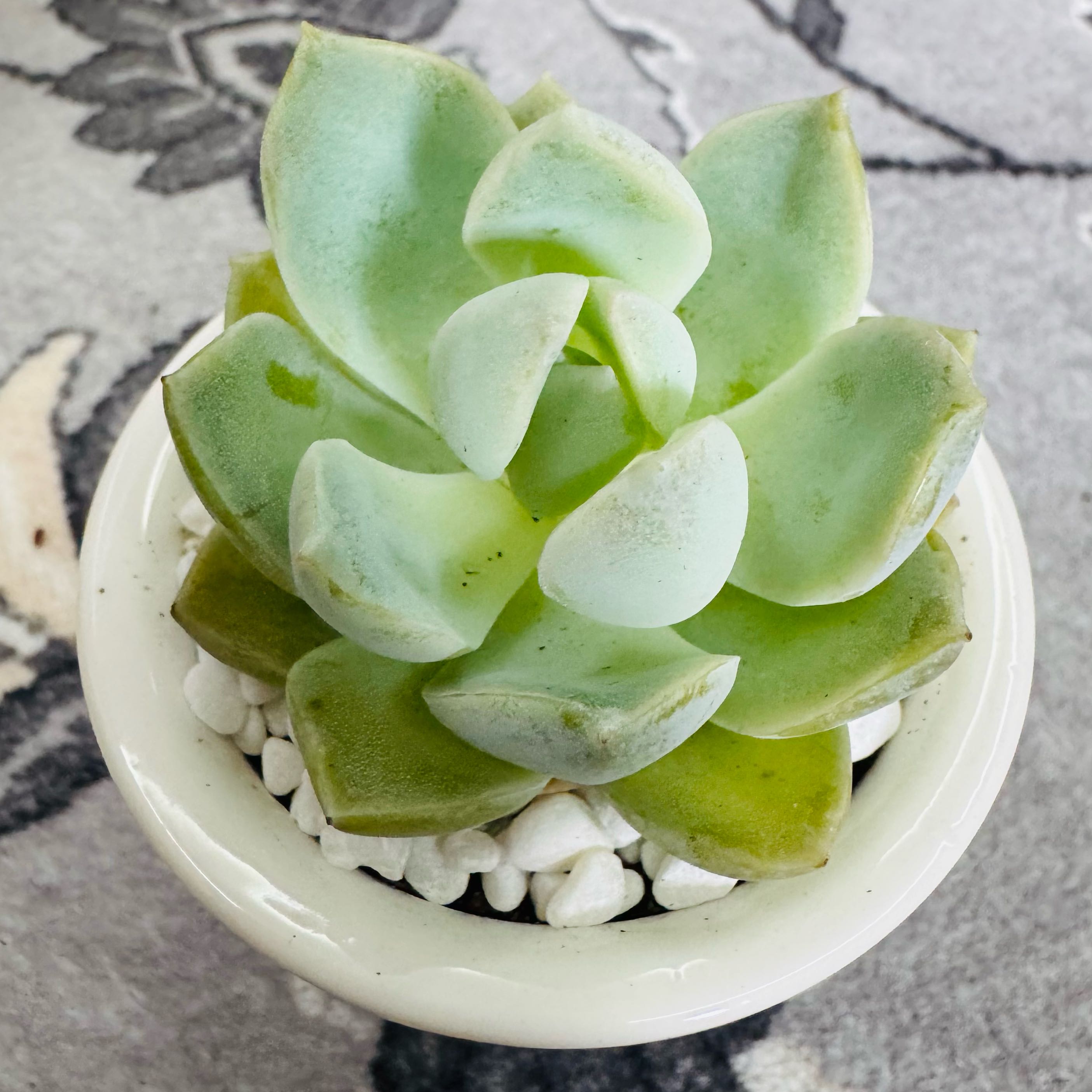 Photo of the plant species Graptoveria Moonglow by @AquaBloomer79 named Graptoveria Moonglow on Greg, the plant care app