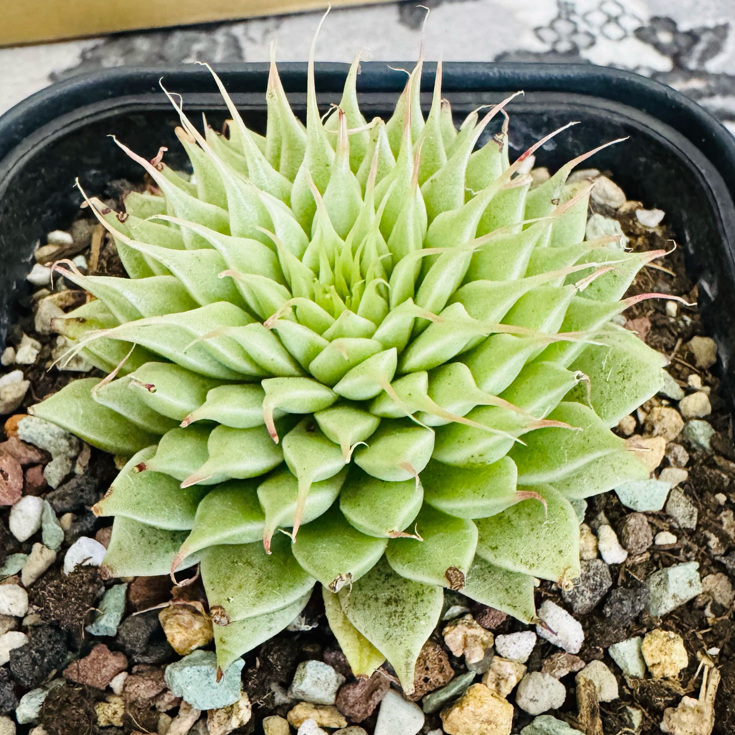 Photo of the plant species Silver Star by @AquaBloomer79 named Graptoveria Silver Star on Greg, the plant care app