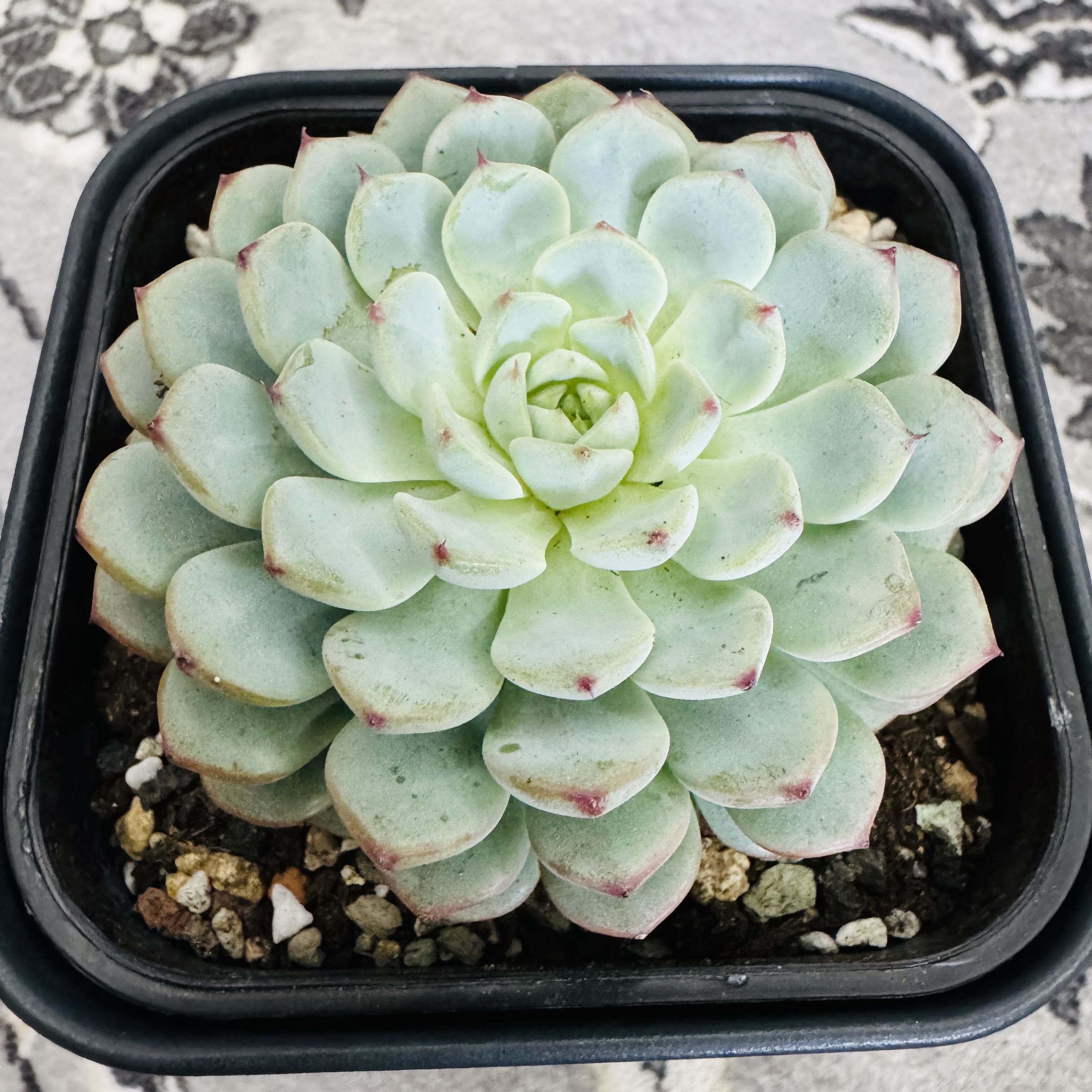 Photo of the plant species Miniature Echeveria  by @AquaBloomer79 named Echeveria Minima on Greg, the plant care app
