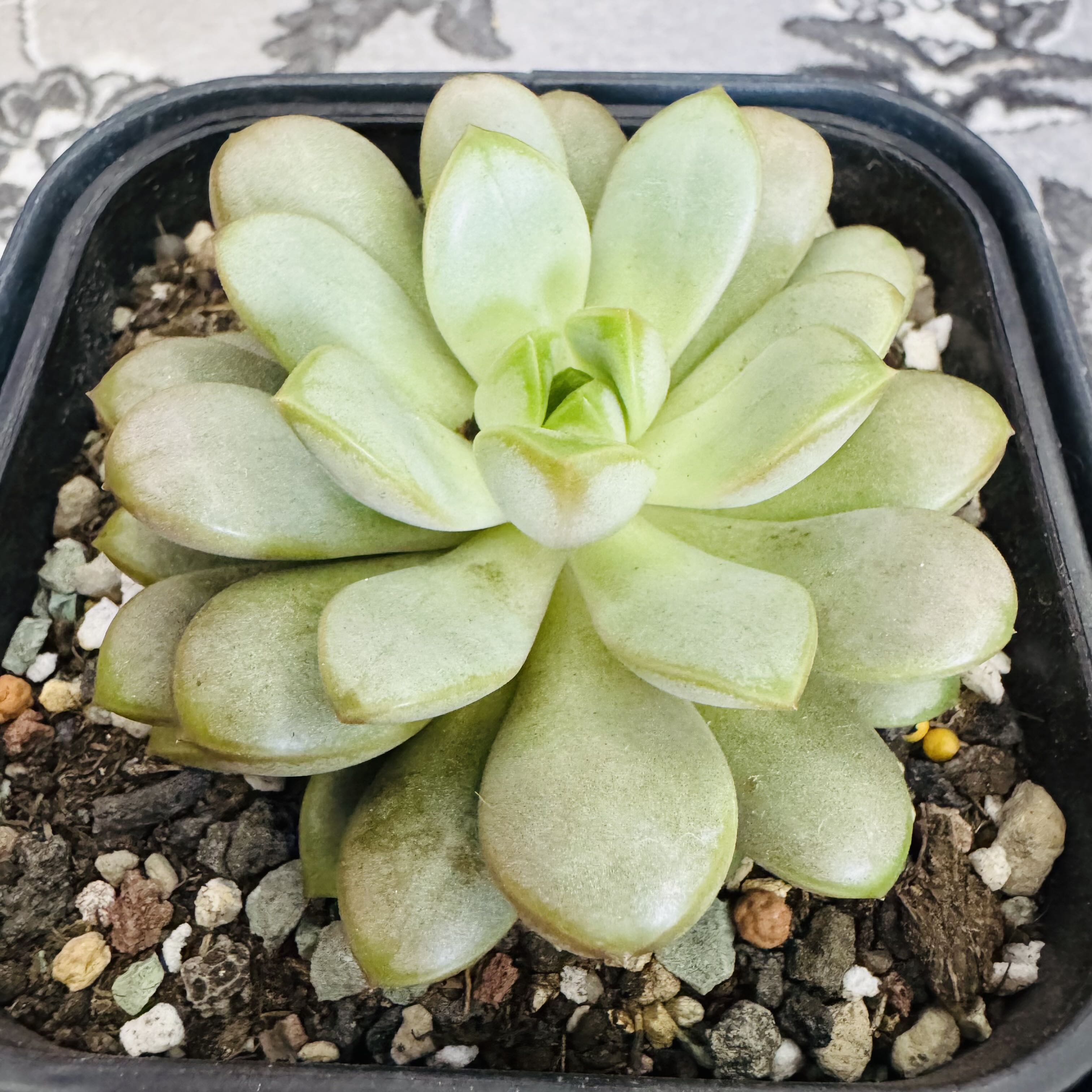 Photo of the plant species Graptoveria 'Amethorum' by @AquaBloomer79 named Graptoveria Amethorum on Greg, the plant care app
