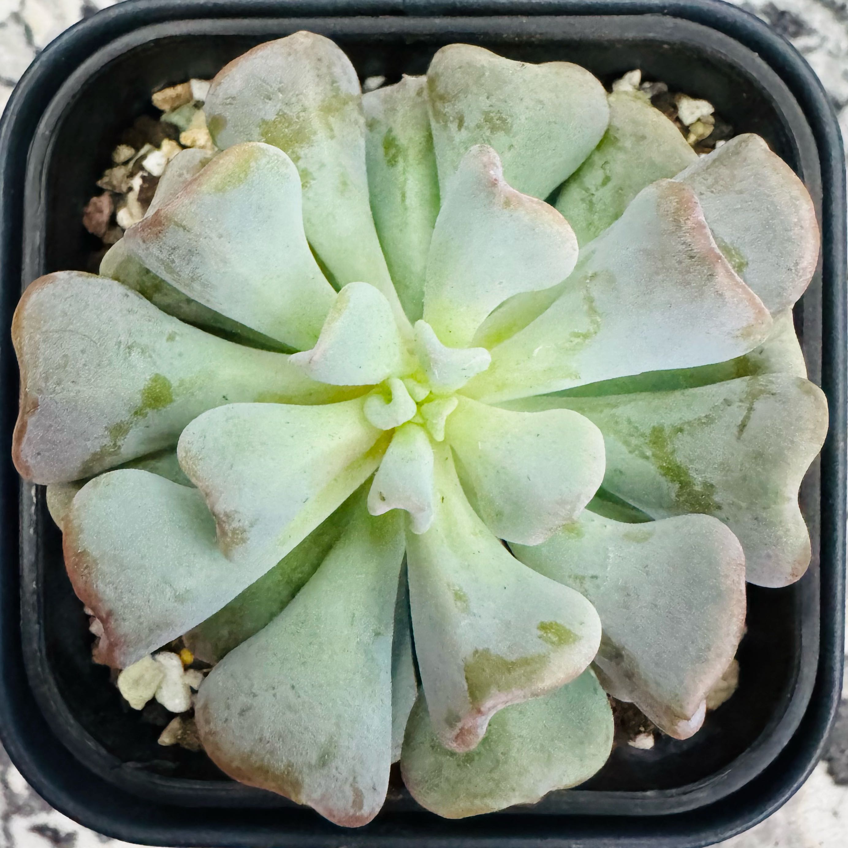 Photo of the plant species Echeveria by @AquaBloomer79 named Echeveria Cubic Frost on Greg, the plant care app