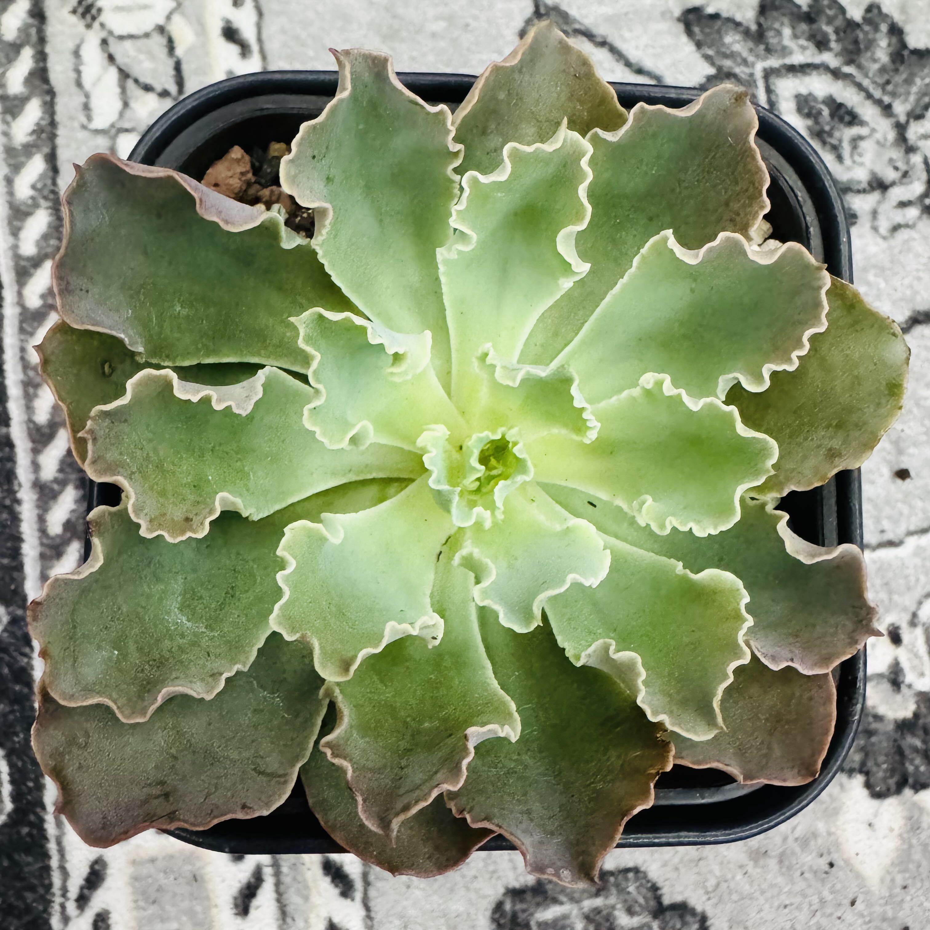 Photo of the plant species Echeveria 'Blue Giants' by @AquaBloomer79 named Echeveria Blue Curls on Greg, the plant care app
