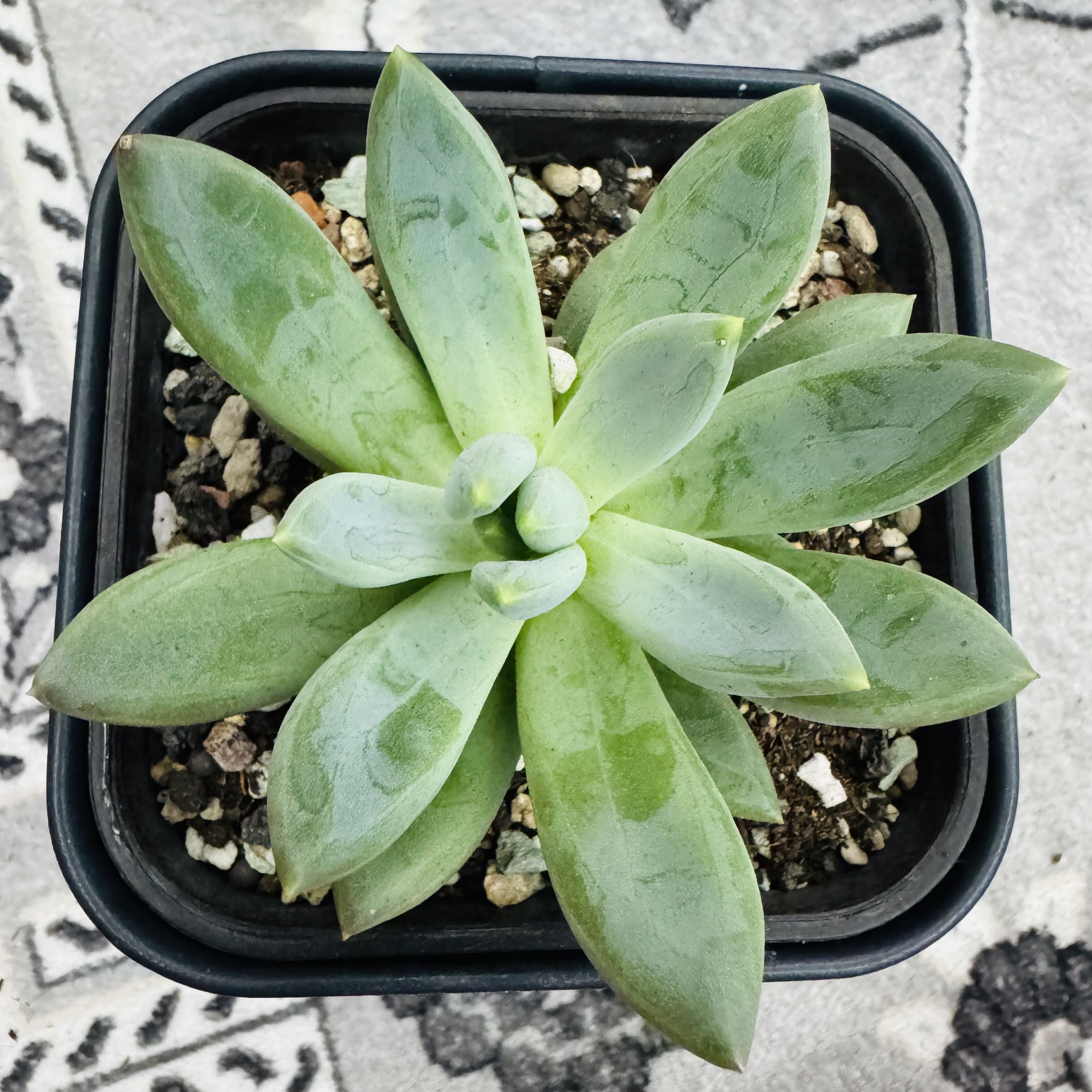 Photo of the plant species Pachyveria glauca 'Little Jewel' by @AquaBloomer79 named Pachyveria Glauca on Greg, the plant care app