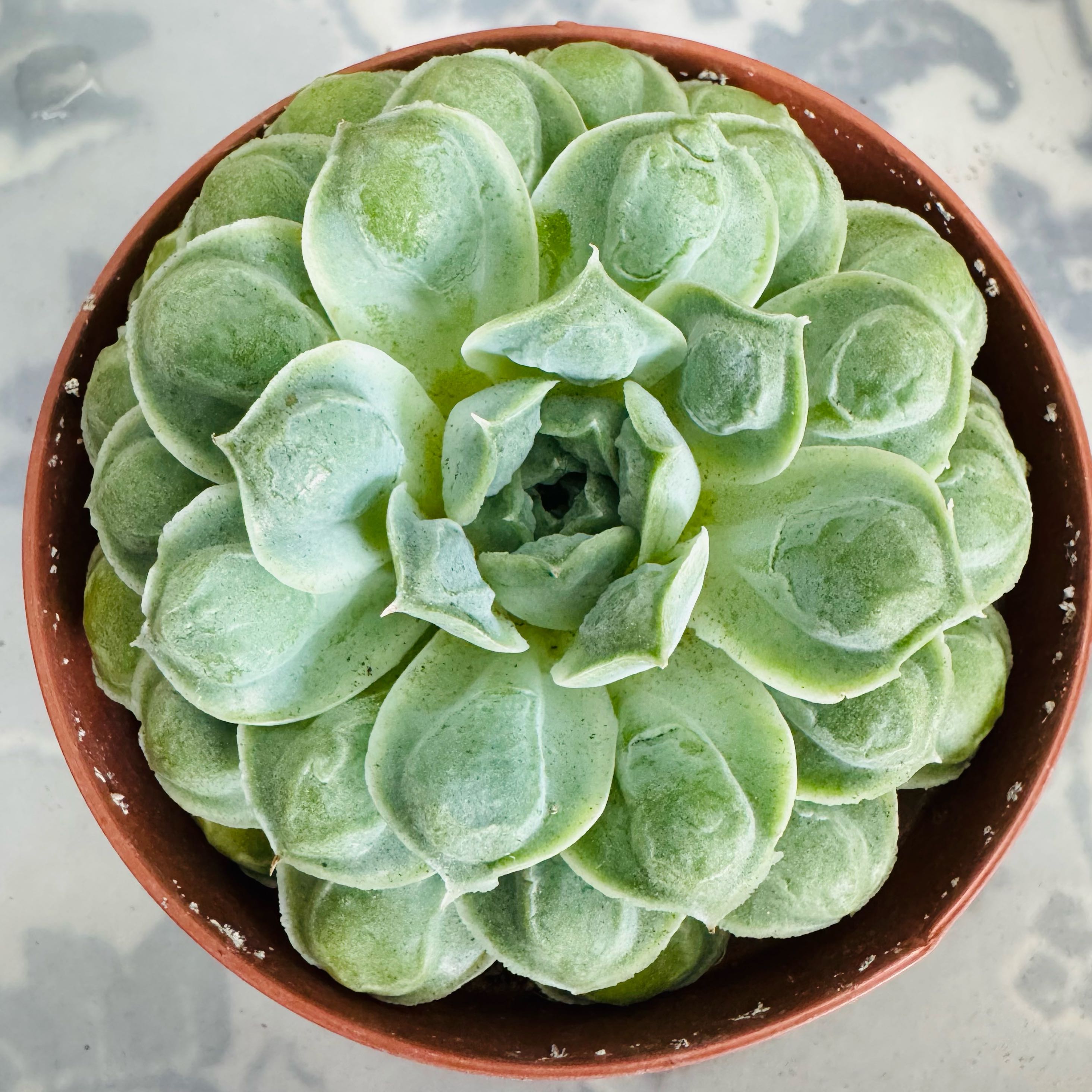 Photo of the plant species Echeveria Heart Choice by @AquaBloomer79 named Echeveria Hearts Choice on Greg, the plant care app