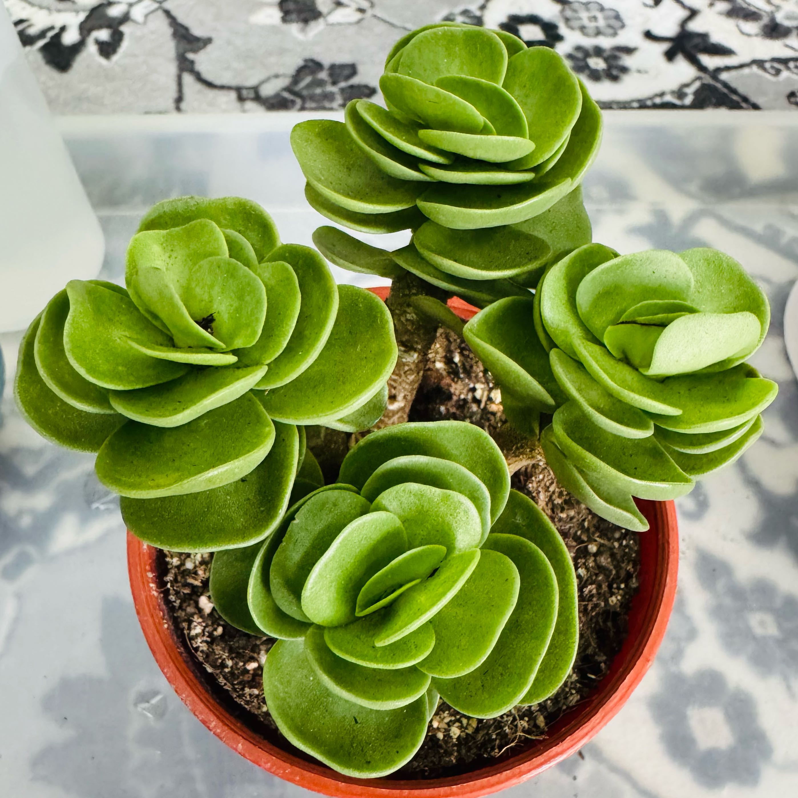 Photo of the plant species Portulaca molokiniensis 'Maraca' by @AquaBloomer79 named Portulaca Molokiniensis on Greg, the plant care app