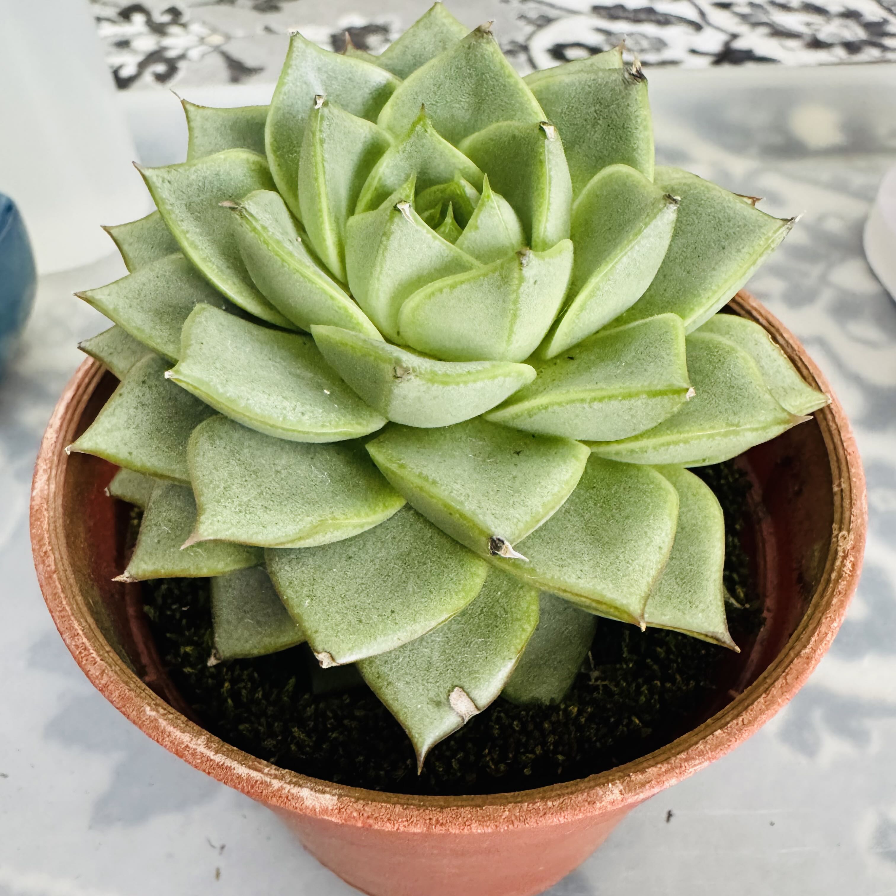 Photo of the plant species Echeveria 'Fabiola' by @AquaBloomer79 named Echeveria Fabiola on Greg, the plant care app