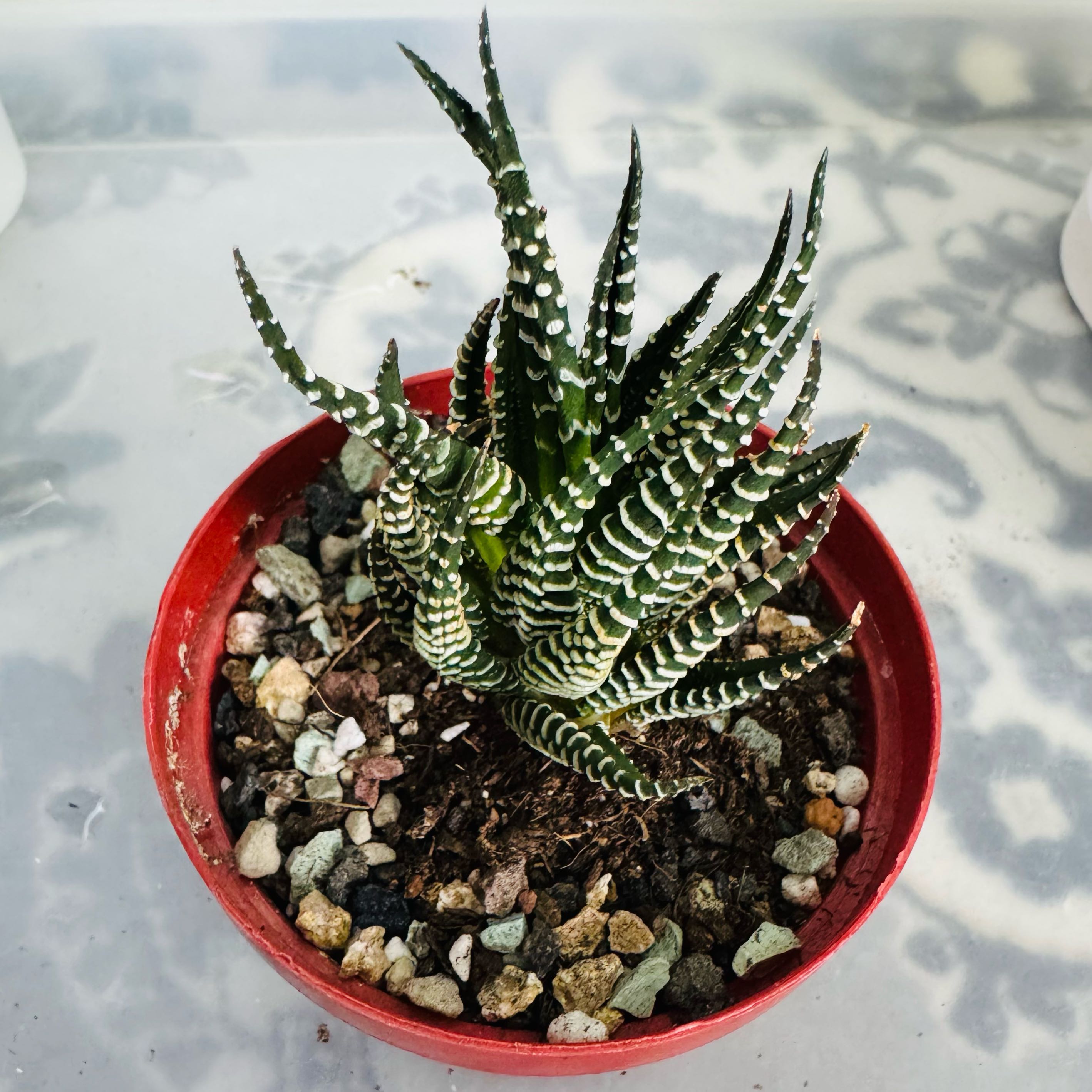 Photo of the plant species Haworthiopsis coarctata by @AquaBloomer79 named Haworthia Coarctata on Greg, the plant care app